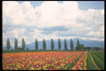 013011 Rows Of Mixed Tulips A4 Photo Print