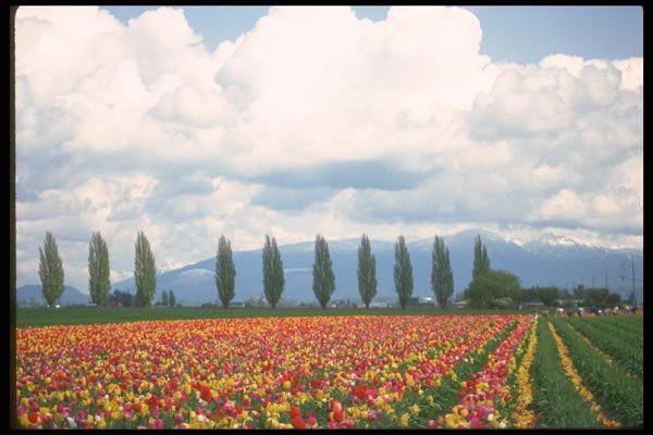 013011 Rows Of Mixed Tulips A4 Photo Print