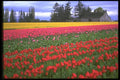 013012 Red And Yellow Tulip Field A4 Photo Print