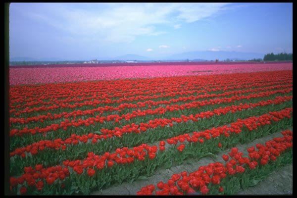 013013 Red And Pink Tulip Field A4 Photo Print