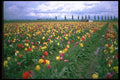 013014 Rows Of Mixed Tulips Close Up  A4 Photo Print