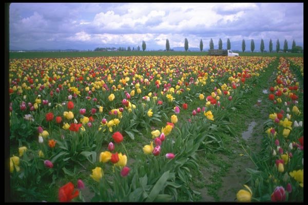 013014 Rows Of Mixed Tulips Close Up  A4 Photo Print