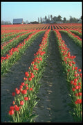 013015 Rolling Field Rows Of Red Tulips A4 Photo Print