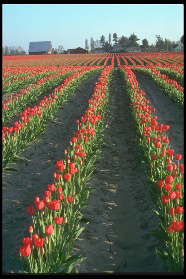 013015 Rolling Field Rows Of Red Tulips A4 Photo Print