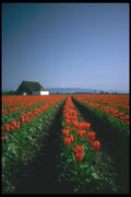 013016 Straight Rows Of Red Tulips And Barn A4 Photo Print