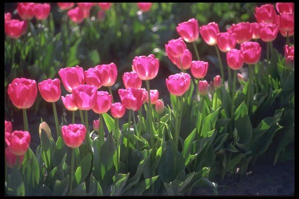 013017 Deep Pink Tulips A4 Photo Print