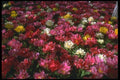 013018 Mixed Double Tulips A4 Photo Print