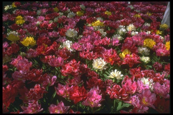 013018 Mixed Double Tulips A4 Photo Print