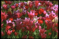 013019 Mixed Varieties Of Red Tulips A4 Photo Print