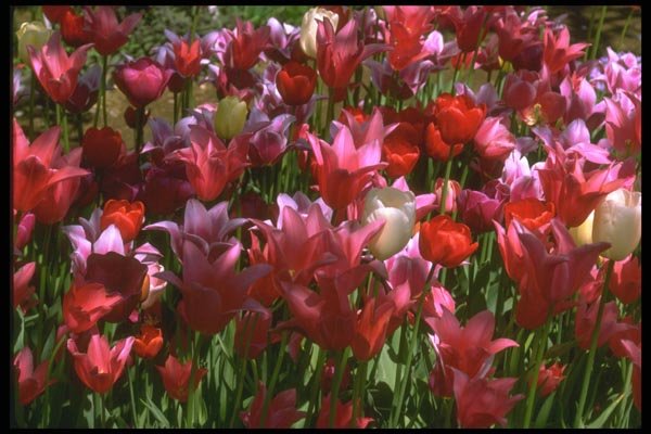 013019 Mixed Varieties Of Red Tulips A4 Photo Print