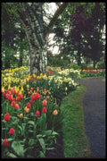 013020 Bed Of Tulips And Daffodils With Tree A4 Photo Print