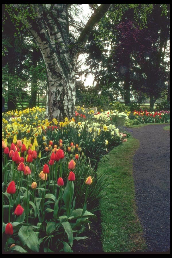 013020 Bed Of Tulips And Daffodils With Tree A4 Photo Print