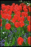 013021 Translucent Red Tulips A4 Photo Print
