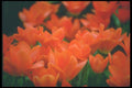 013022 Deep Orange Tulips Opening Wide A4 Photo Print