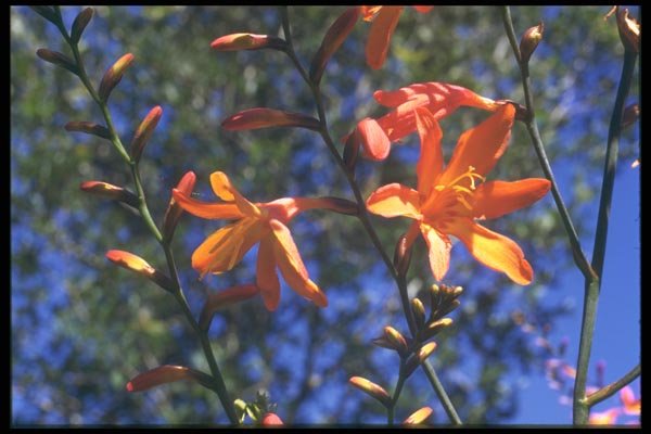 013023 Orange Crocosmia A4 Photo Print