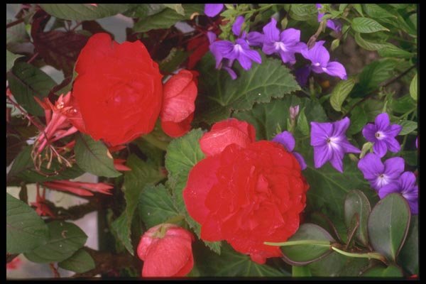 013024 Red Ranunculus And Purple Browalia A4 Photo Print