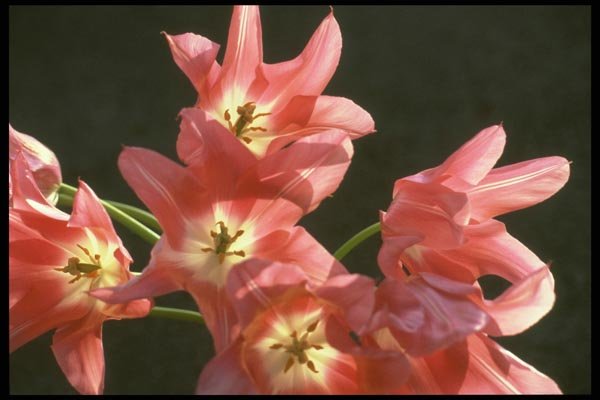 013025 Opened Pink Tulips With White Throats A4 Photo Print