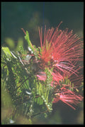 013026 Pink Whiskery Flower A4 Photo Print