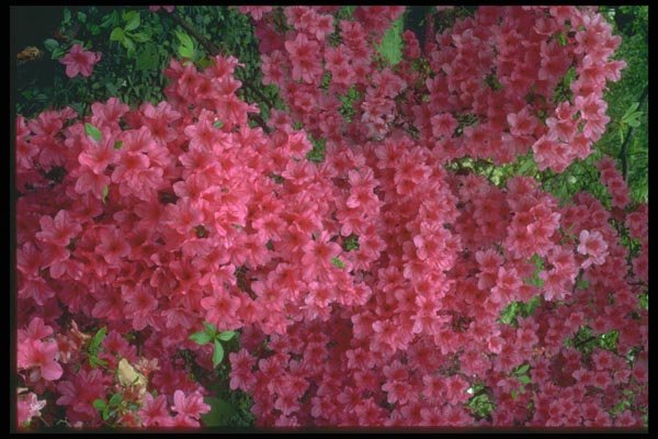 013027 Deep Pink Azaleas A4 Photo Print