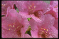 013028 Pink Azaleas With Dewdrops A4 Photo Print