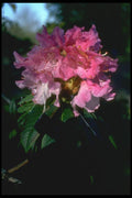 013029 Pink Rhododendron Cluster A4 Photo Print