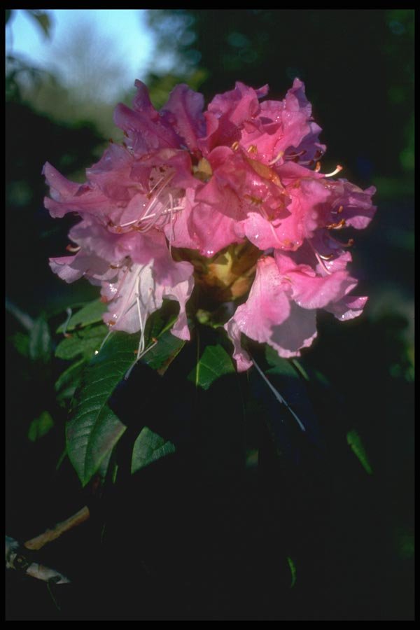 013029 Pink Rhododendron Cluster A4 Photo Print