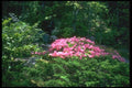 013030 Pink Azalea Bush A4 Photo Print