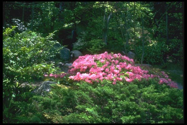 013030 Pink Azalea Bush A4 Photo Print