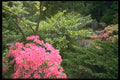 013031 Pink Azalea Bush Amid Shrubs A4 Photo Print