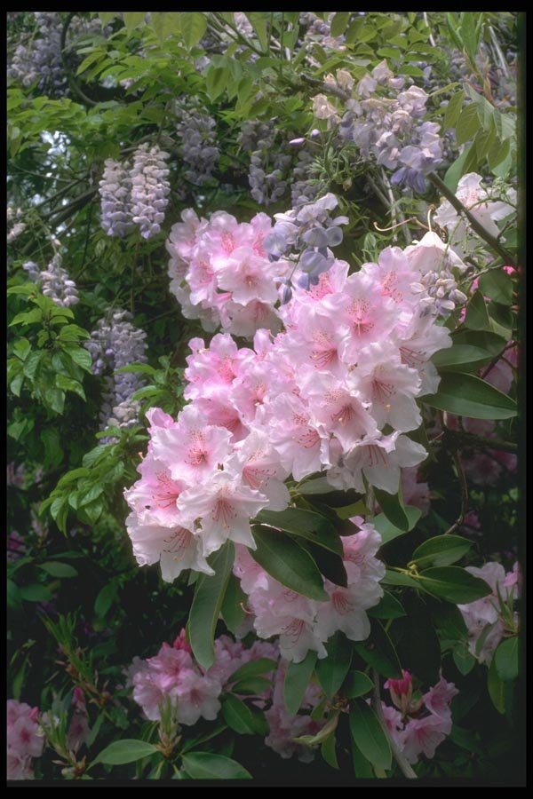 013032 Pale Pink Rhododendrons A4 Photo Print