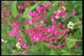 013033 Red Vine Flowers A4 Photo Print