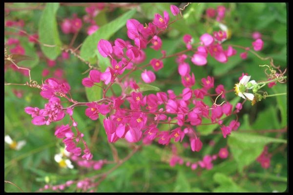 013033 Red Vine Flowers A4 Photo Print