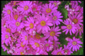 013034 Dark Pink Chrysanthemums A4 Photo Print