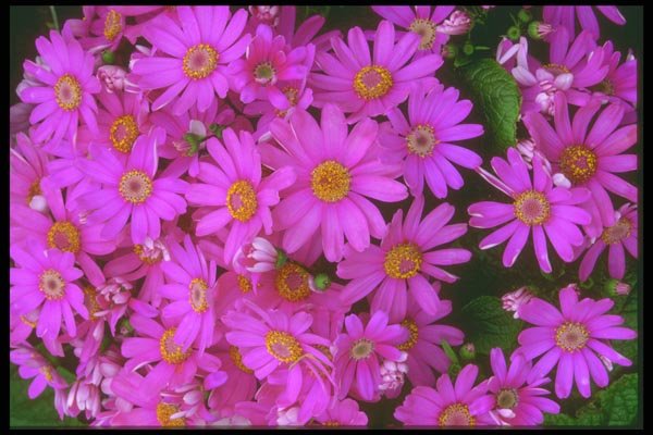 013034 Dark Pink Chrysanthemums A4 Photo Print