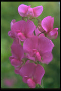 013035 Pink Sweet Pea A4 Photo Print