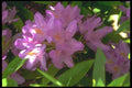 013036 Shaded Pink Azalea Cluster A4 Photo Print
