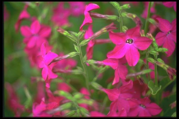 013037 Red Nicotiana A4 Photo Print
