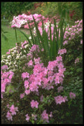 013038 Pink And White Flower Bed A4 Photo Print