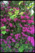 013039 Red Rhododendron Bush A4 Photo Print