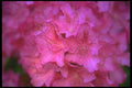013040 Deep Pink Azalea Cluster A4 Photo Print
