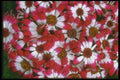 013041 Red tipped Cineraria A4 Photo Print
