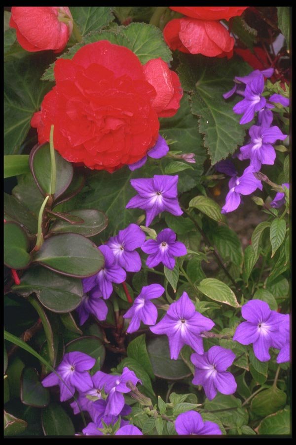 013042 Purple Browalia With Red Ranunculus A4 Photo Print