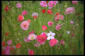 013043 Mixed Poppies A4 Photo Print