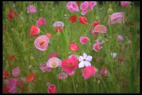 013043 Mixed Poppies A4 Photo Print