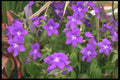 013044 Purple Flowers A4 Photo Print