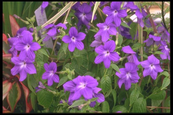013044 Purple Flowers A4 Photo Print