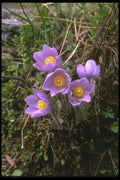 013046 Wild Purple Pasqueflowers A4 Photo Print