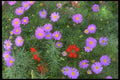 013047 Pink Cosmos A4 Photo Print