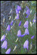 013048 Blue Bells A4 Photo Print