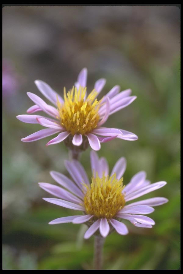 013049 Pink Daisies With Yellow Centers A4 Photo Print
